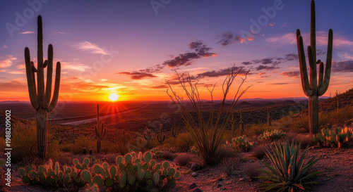 Desert landscape with cacti at sunrise