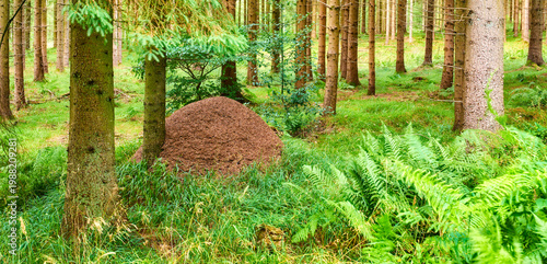 Tableau sur toile Trees, soil and anthill mound in woods for colony, shelter structure and underground tunnel