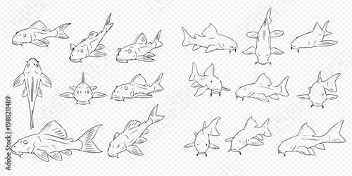 Set of hand-drawn pleco fish illustrations in various poses and angles, perfect for aquatic themes.