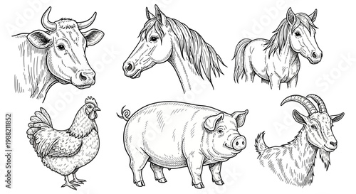 Bild auf Leinwand Farm animals in a line drawing.
