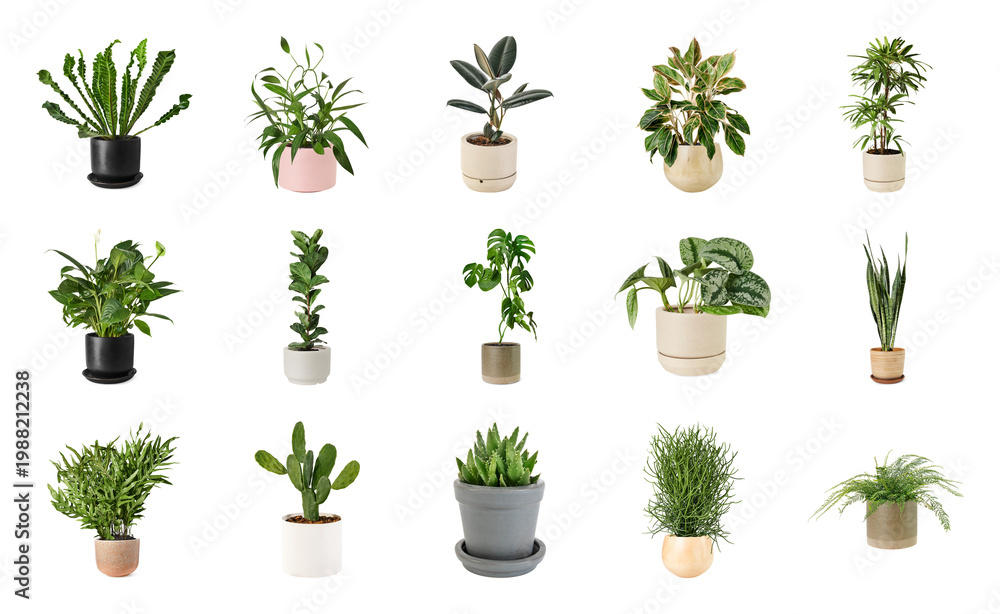Fototapeta premium PNG Diverse indoor potted plants collection on transparent background