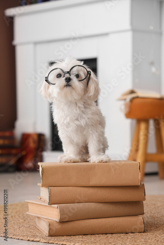 Funny Maltese dog in eyegla...