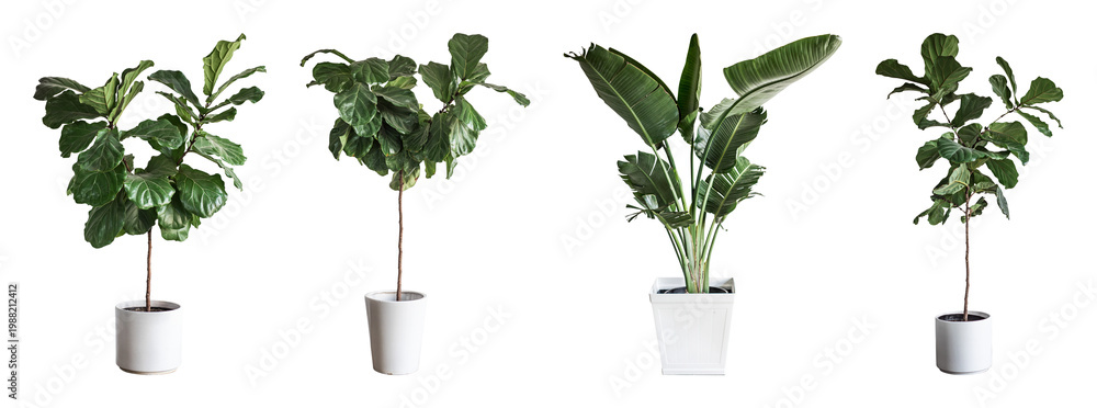 Fototapeta premium PNG Lush indoor potted plants variety on transparent background