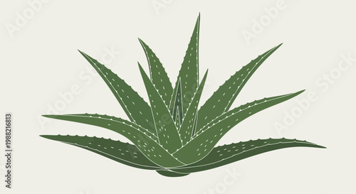 Green Aloe Vera Plant Illustration, Healing Succulent, Natural Beauty