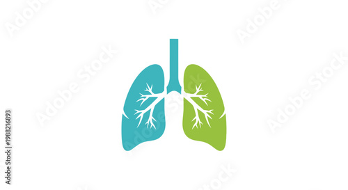 Human Lung Anatomy Illustration.