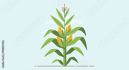 Healthy Corn Stalk with Yellow Ears Growing in Field