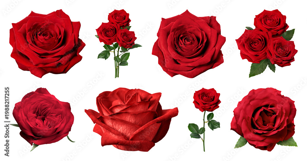 Fototapeta premium PNG Vibrant red roses arrangement on transparent background