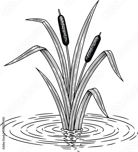 Cattail Plant Vector Illustration in Water