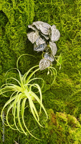 Houseplants installed on a moss-covered wall