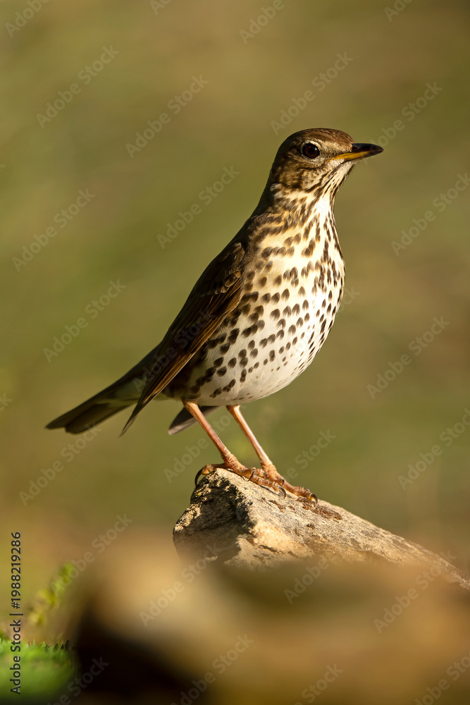 Fototapeta premium Song thrush near a water source within a pine and oak forest in the early light of an autumn day