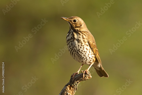 Song thrush near a water source within a pine and oak forest in the early light of an autumn day