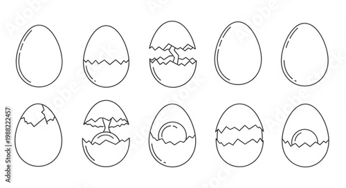 Stages of an egg hatching illustration.