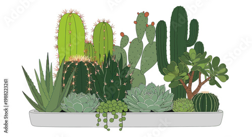 Illustrated cactus and succulent garden in a long planter