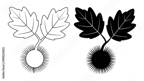 Sycamore seed pod with dual leaves botanical vector illustration set in black and white line art and silhouette