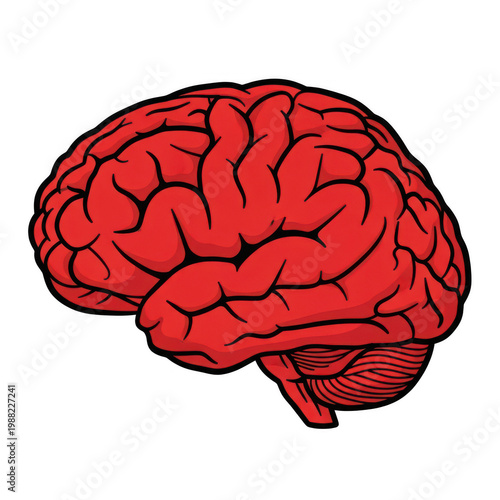 Illustration of a human brain