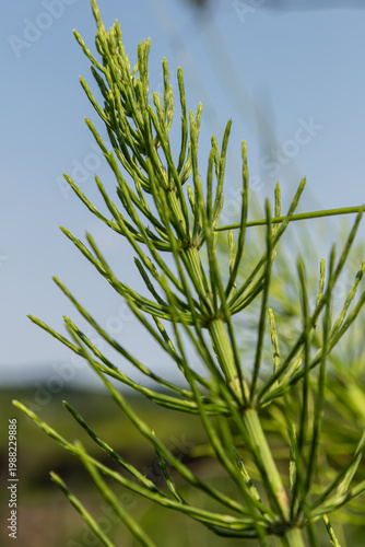 Fotografía Field horsetail grows in a lush green environment under sunny skies in early sum