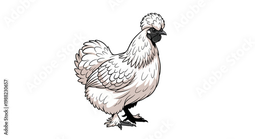White Silkie Chicken with Fluffy Crest and Black Skin