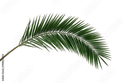 A single green palm frond curving gracefully, isolated on white.