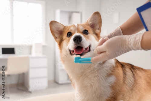 Veterinarian brushing teeth...