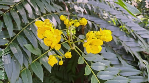 Closeup view of golden wonder tree flowers and leaves glowing in sunlight tropical garden foliage