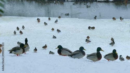 Ducks stroll under the branches of a spruce tree on the shore of an ice-free pond during a snowfall.