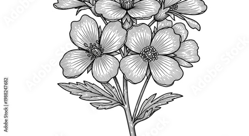 Detailed monochrome illustration of delicate flowers with intricate petals and leaves