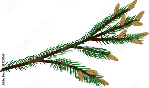 Norway spruce branch with male pollen cones, Picea abies spring blooming stage, botanical coniferous illustration isolated on white