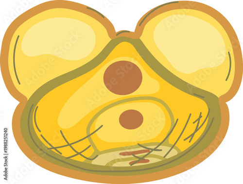 Structure of a spruce pollen grain with air sacs, botanical science infographic illustration isolated on white