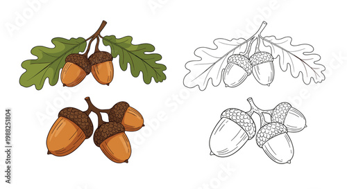 Detailed botanical illustration of acorns and oak leaves shown in both colorful and monochrome line art versions.