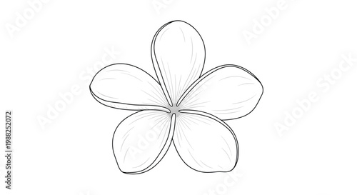 Delicate line drawing of a tropical plumeria flower with five rounded petals in a minimalist botanical style.