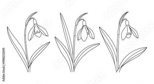 Trio of elegant white snowdrop flowers with green leaves shown in a simple monochrome line art illustration.