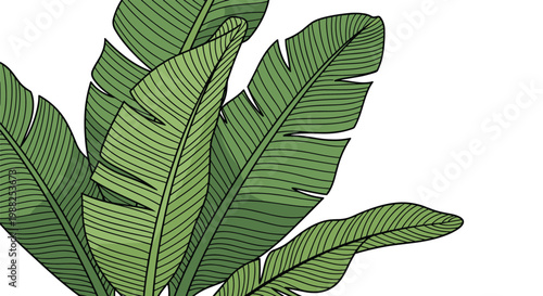 Lush green botanical illustration featuring large overlapping banana palm leaves with detailed ribbing on white.