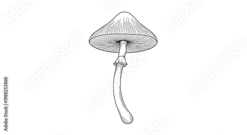 Intricate black and white line art illustration of a wild mushroom with a tall stem and detailed cap gills.