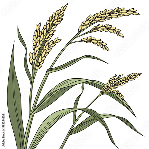 Vector illustration of rice plant with green leaves and golden grains