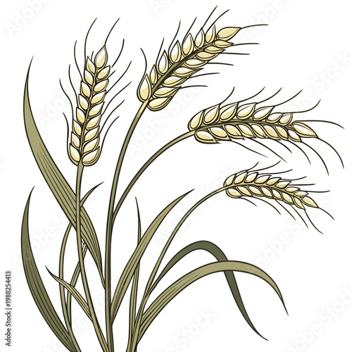 An illustration of a wheat plant with several stalks and leaves