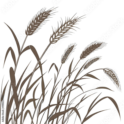 Vászonkép Brown wheat grass stalks in a vector illustration
