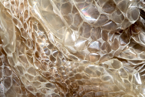 Photos Close up of shedded snake skin snakeskin textured reptile background