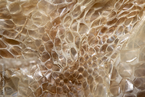 Close up of shedded snake skin snakeskin textured reptile background