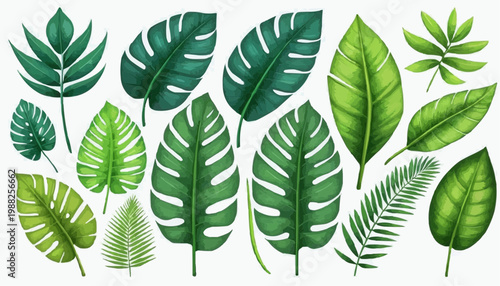 Tropical leaves and botanical foliage vector illustration, isolated on white background.