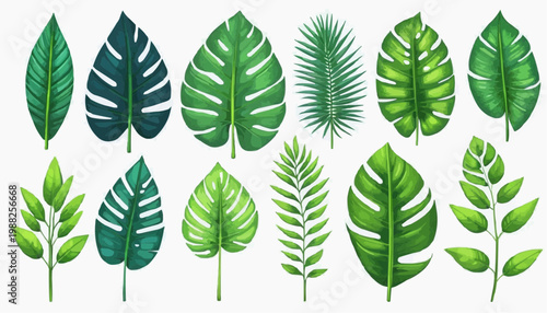 Tropical leaves and botanical foliage vector illustration, isolated on white background.