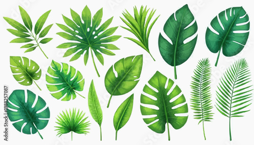 Tropical leaves and botanical foliage vector illustration, isolated on white background.