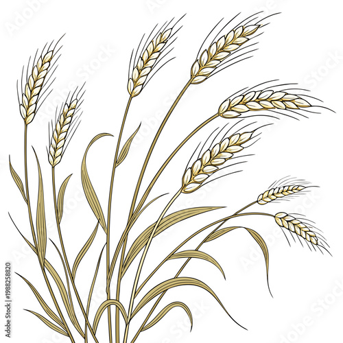 An illustration of a bunch of wheat stalks with golden brown color
