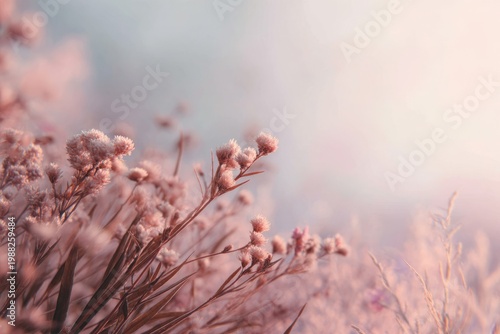 Serene pink wildflowers in soft morning light