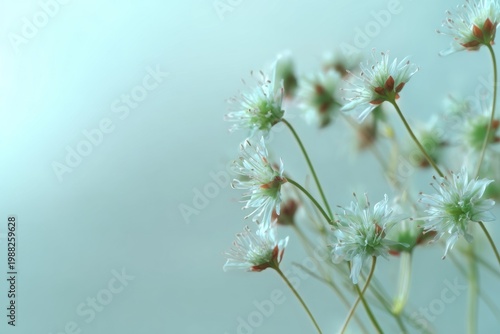 Delicate white flowers against soft blue background in tranquil setting