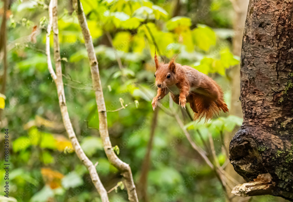Fototapeta premium Red Squirrels feeding at THe Dingle Anglesey
