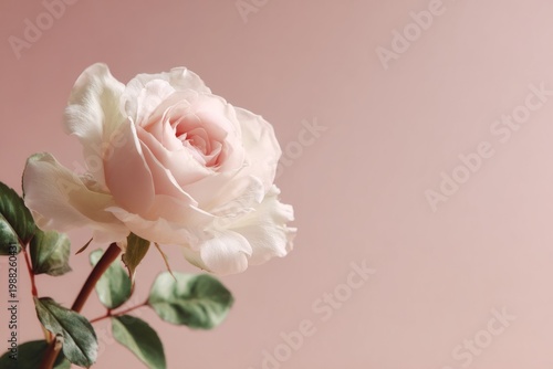 Elegant soft pink rose against a gentle pink background