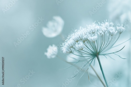 Delicate white flowers in soft focus with pale blue background