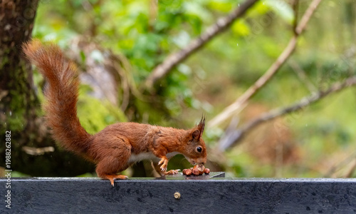 Canvastavla Red Squirrels feeding at THe Dingle Anglesey