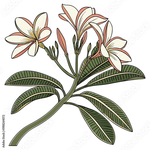 Beautiful illustration of white and pink plumeria flowers with green leaves