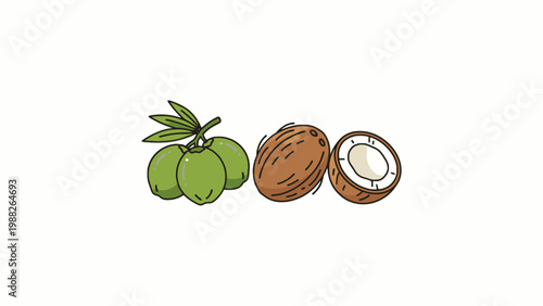 Green and brown coconut fruit illustration on white background